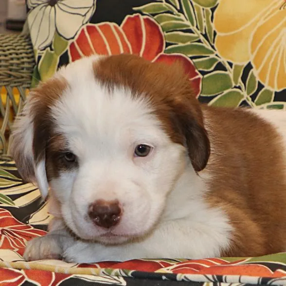 A baby medium-sized male White / Cream Hound dog named Bruno for adoption in Potomac, MD