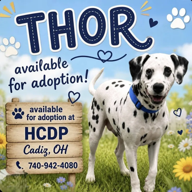 An adult medium-sized male White / Cream Dalmatian dog named Thor for adoption in Cadiz, OH