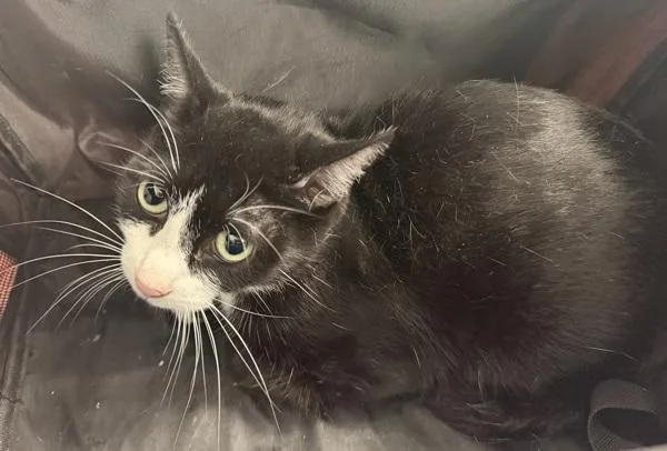 An adult medium-sized female Domestic Short Hair cat named Bootsy for adoption in Ridgewood, NY