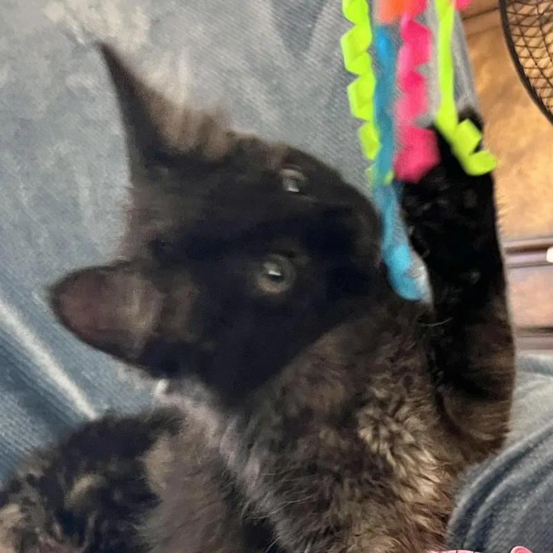 A baby small-sized female Black Domestic Medium Hair cat named Reba for adoption in Santa Rosa, CA