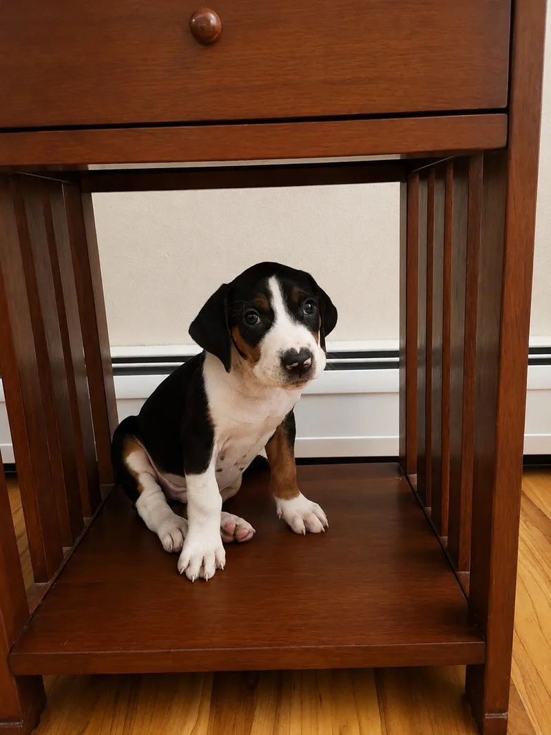 A baby medium-sized male Treeing Walker Coonhound dog named Copper for adoption in Randolph Center, VT