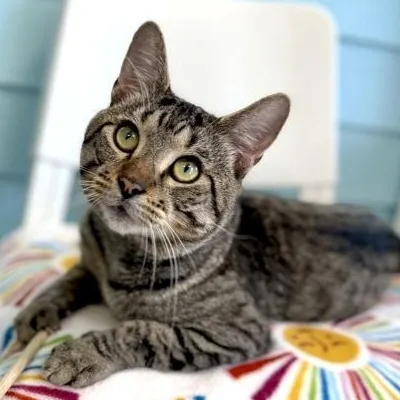 A young medium-sized male Brown / Chocolate Domestic Short Hair cat named Dusty for adoption in Fernandina Beach, FL