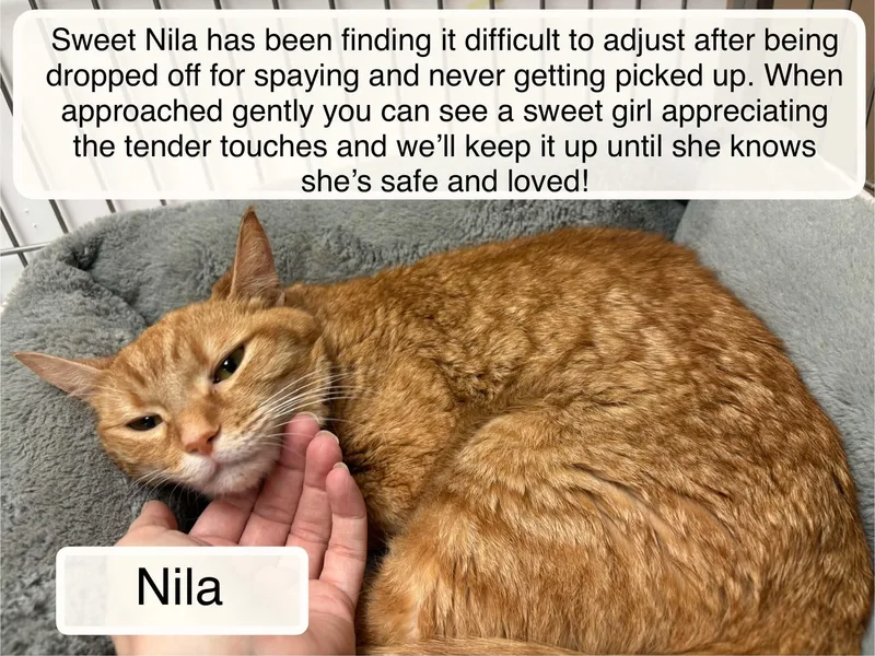 An adult medium-sized female White Domestic Short Hair cat named Nila for adoption in Ellicott City, MD