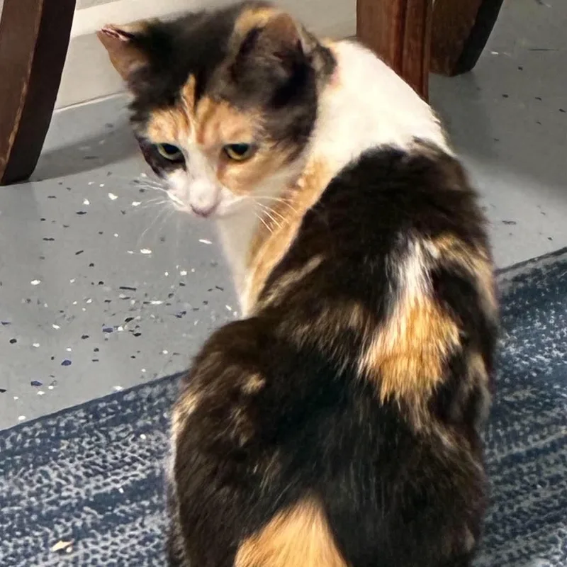 A young medium-sized female Calico Domestic Short Hair cat named Dolley for adoption in Mira Loma, CA