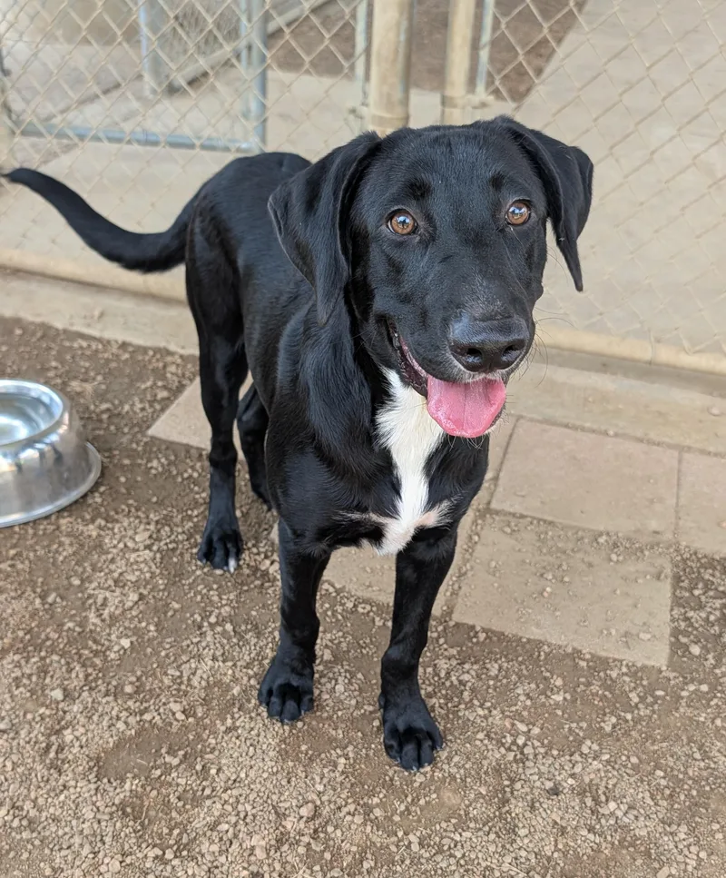 A young medium-sized male Labrador Retriever dog named Lyric A for adoption in Plano, TX