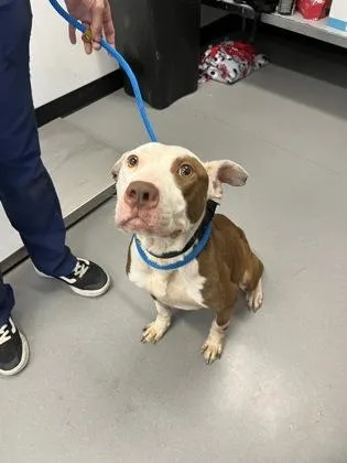 An adult large-sized male Mixed Breed dog named Huck for adoption in West Chester, PA