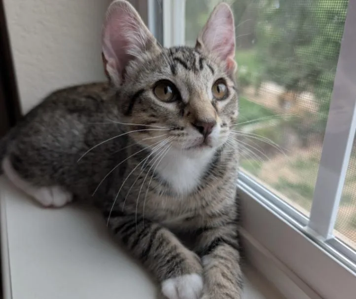 A young medium-sized male White Domestic Short Hair cat named Gilgamesh for adoption in Fort Collins, CO