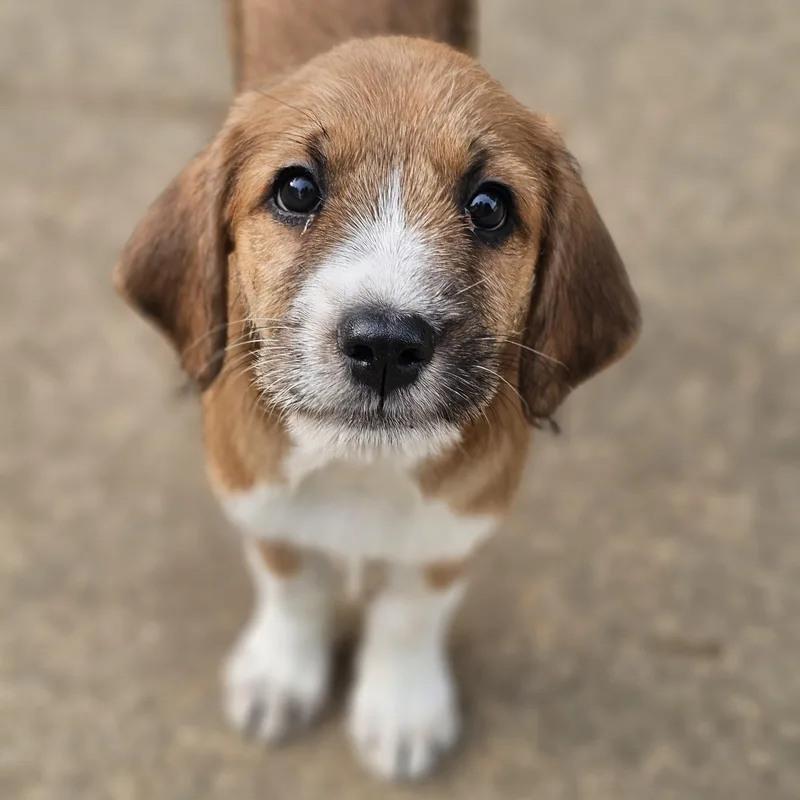 Ginger