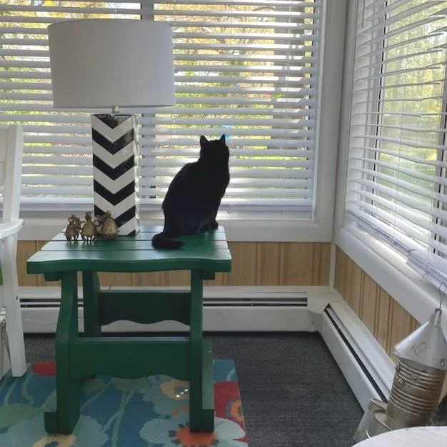 An adult medium-sized male Black Domestic Short Hair cat named Elevator for adoption in West Olive, MI
