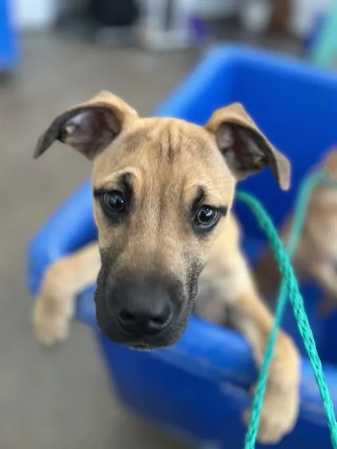 A baby large-sized female Mixed Breed dog named Taylor for adoption in Dallas, TX