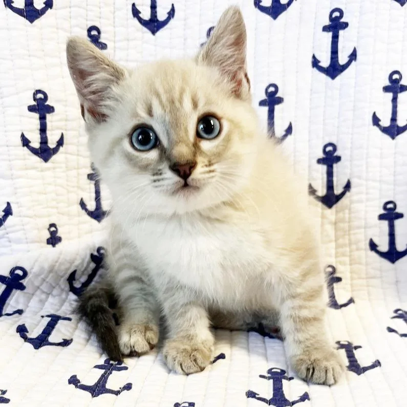 A baby small-sized male White Domestic Short Hair cat named Pontoon for adoption in Mount Juliet, TN