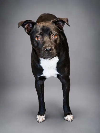 An adult medium-sized male Terrier dog named Jasper for adoption in Bowling Green, KY
