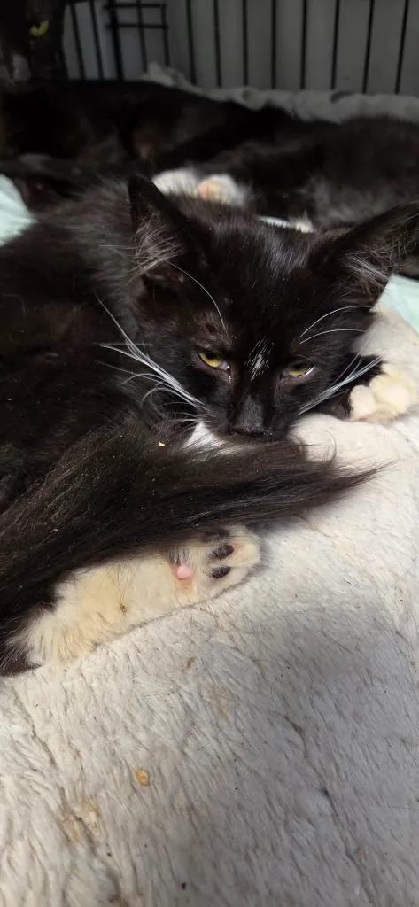 A baby medium-sized female Domestic Short Hair cat named Tempest for adoption in Windsor, CT