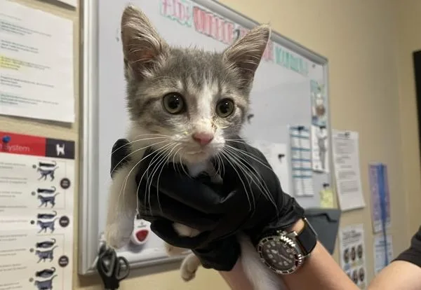 A baby small-sized female Domestic Short Hair cat named Maeve for adoption in Oceanside, CA