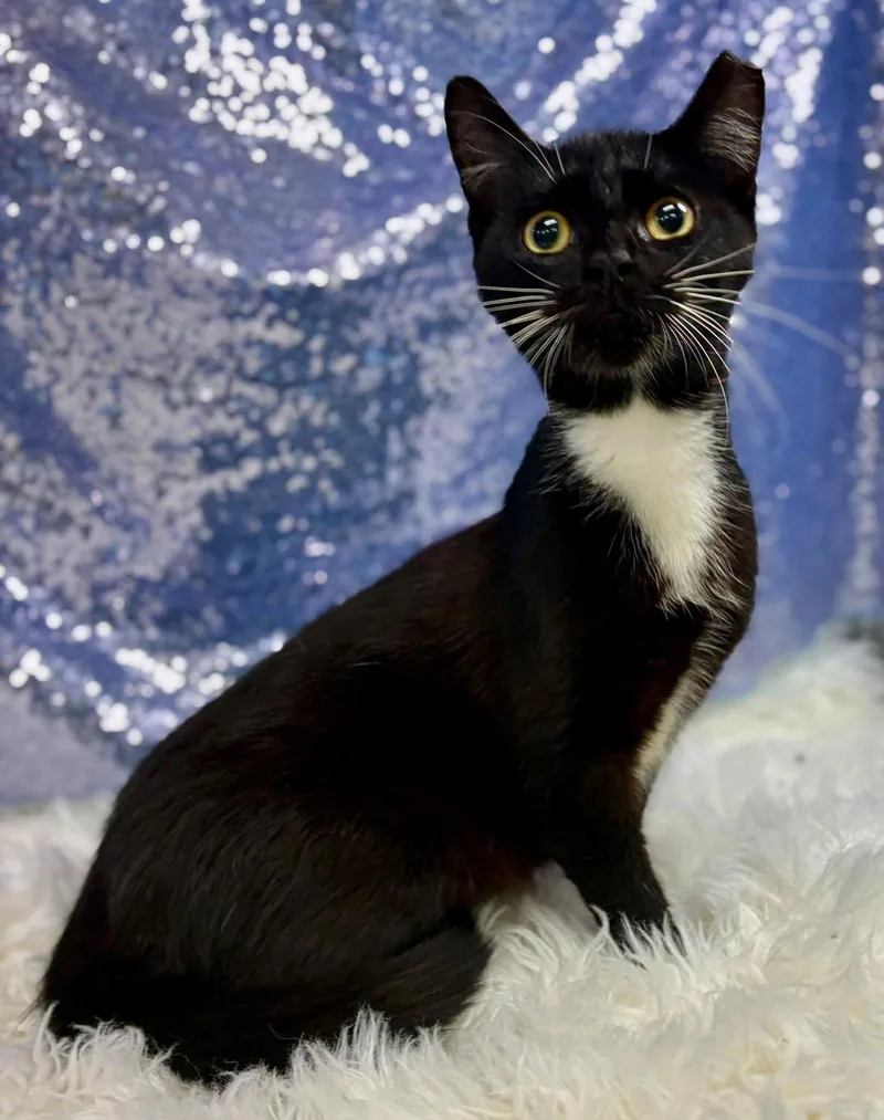 An adult medium-sized male Domestic Short Hair cat named Racer for adoption in Clarkesville, GA