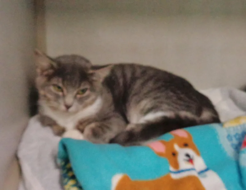 A baby small-sized female Gray & White Tiger cat named Citronella for adoption in Delhi, NY