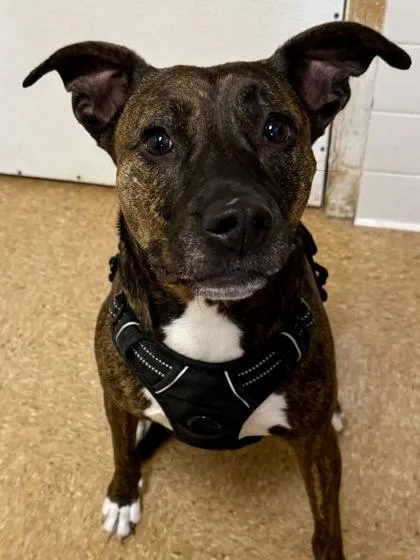 An adult medium-sized female Terrier dog named Aggie for adoption in San Antonio, TX
