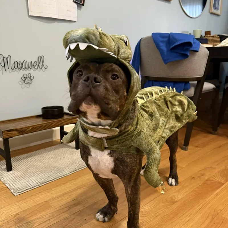 An adult large-sized male Brindle American Staffordshire Terrier dog named Draco for adoption in Long Island City, NY