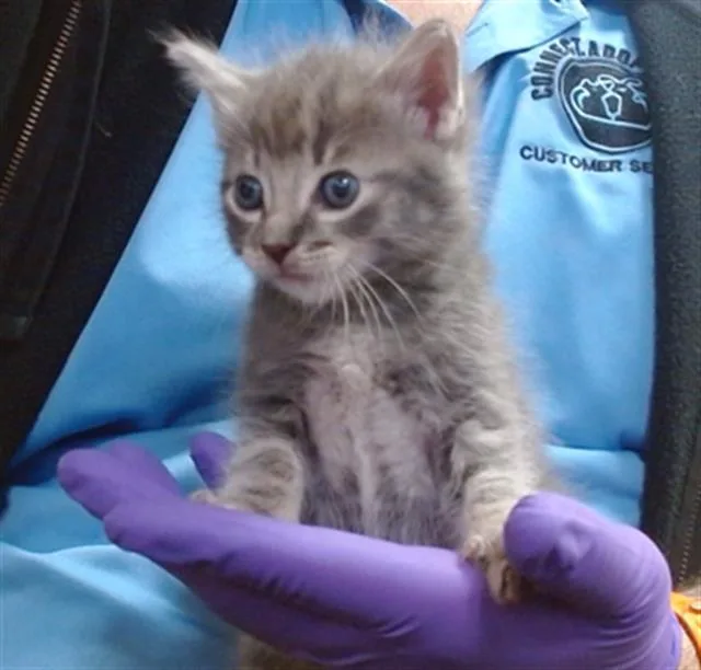 A baby small-sized male Domestic Short Hair cat named Jupiter for adoption in Miami, FL