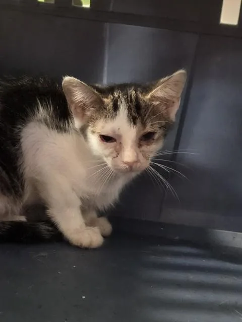 A baby small-sized male Domestic Short Hair cat named Arg for adoption in Louisville, KY