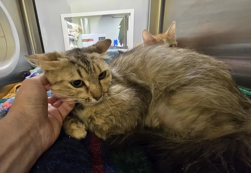 An adult medium-sized female Domestic Short Hair cat named Ally for adoption in Dickson, TN