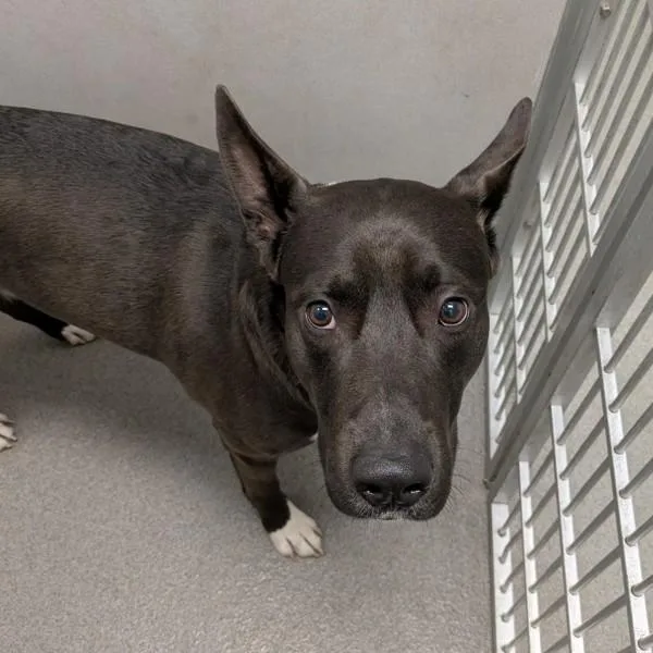 An adult large-sized male German Shepherd Dog dog named Rocky for adoption in Des Moines, IA