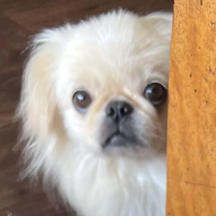 An adult small-sized male White / Cream Pekingese dog named Buster Miller for adoption in Plano, TX