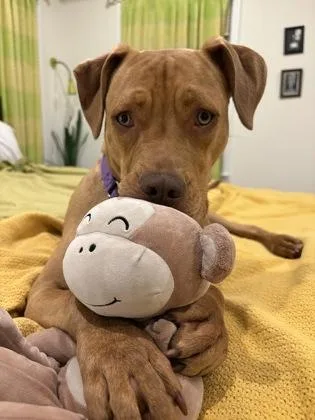 A young medium-sized male Mixed Breed dog named Illinois for adoption in Chamblee, GA