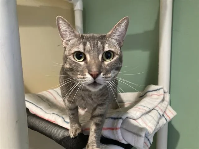 An adult small-sized female Domestic Short Hair cat named Stacy for adoption in Tustin, CA