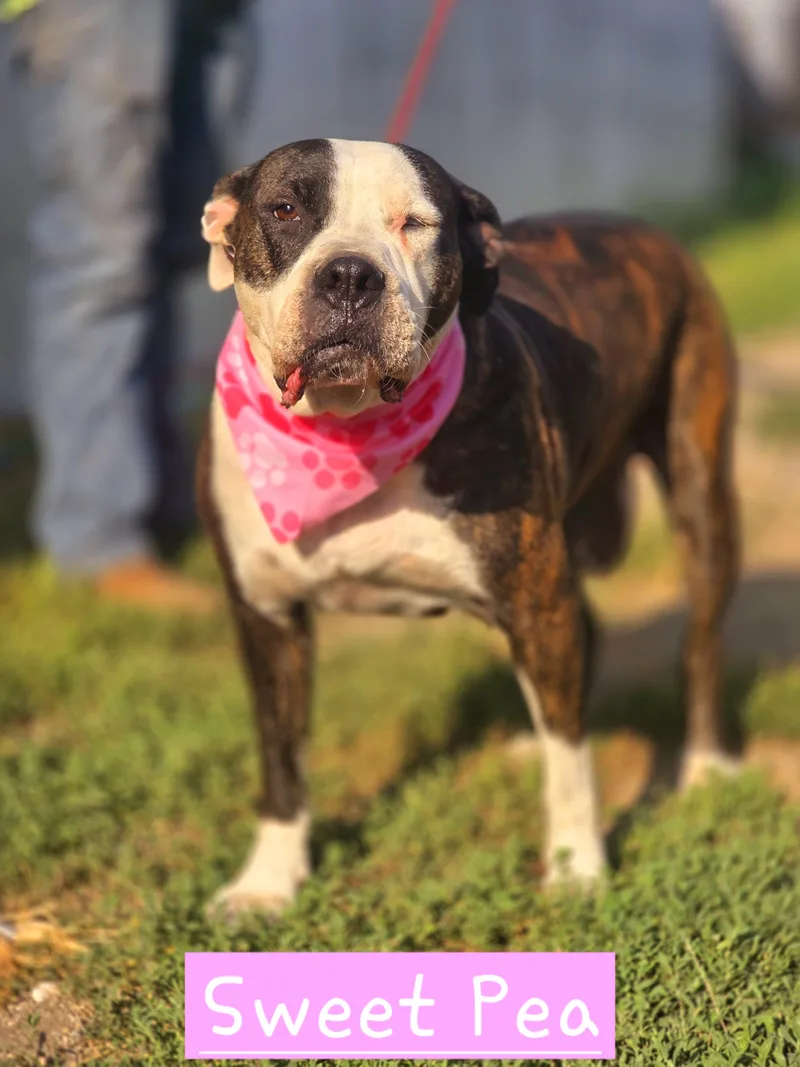 A senior large-sized female American Bulldog dog named Bonnie "Sweet Pea" for adoption in Walthill, NE