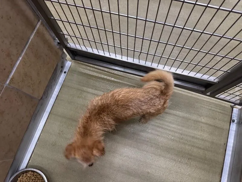 An adult small-sized male Golden Mixed Breed dog named Topo for adoption in Hobbs, NM
