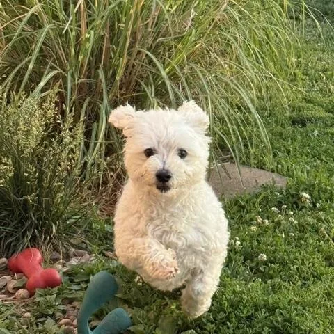 An adult small-sized male Maltipoo dog named Garth for adoption in Chalfont, PA
