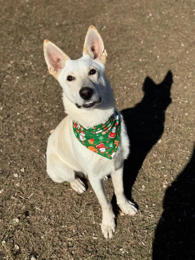 A young medium-sized male White German Shepherd dog named Spencer for adoption in Canyon Lake, TX