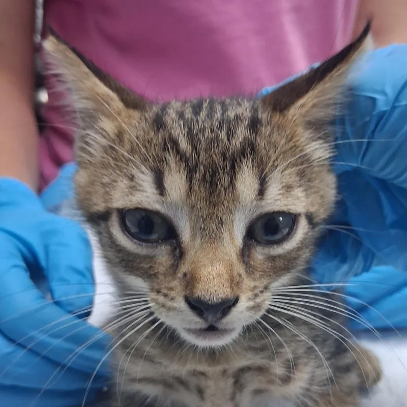 A baby small-sized male Brown / Chocolate Domestic Short Hair cat named Dorito for adoption in Summerville, SC