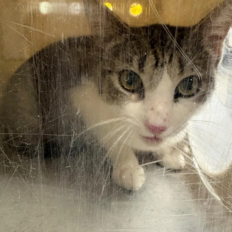 A young medium-sized female Brown / Chocolate Domestic Short Hair cat named Tiffany for adoption in Bryan, TX