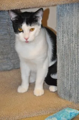 A young large-sized male Domestic Short Hair cat named Panda Bear for adoption in Pompano Beach, FL
