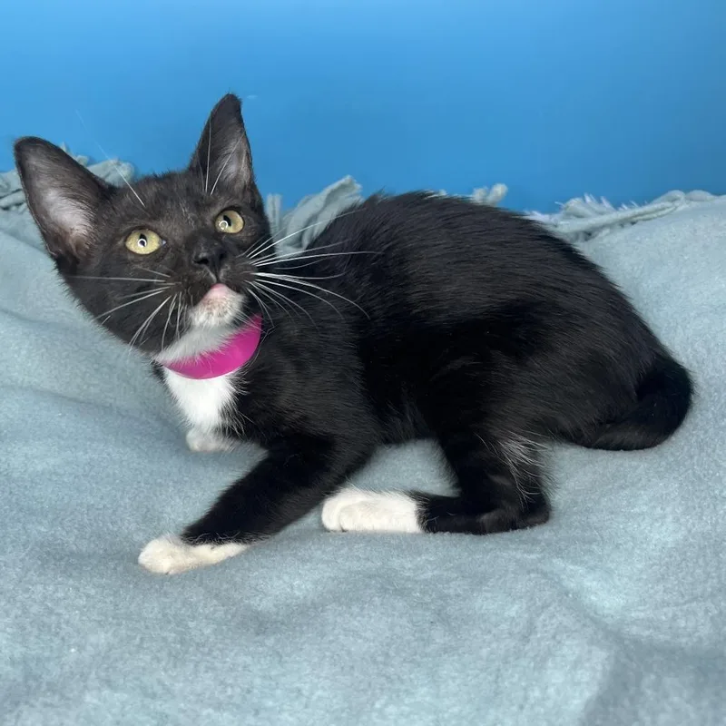 A baby small-sized female Black Domestic Short Hair cat named Bucatini for adoption in San Antonio, TX