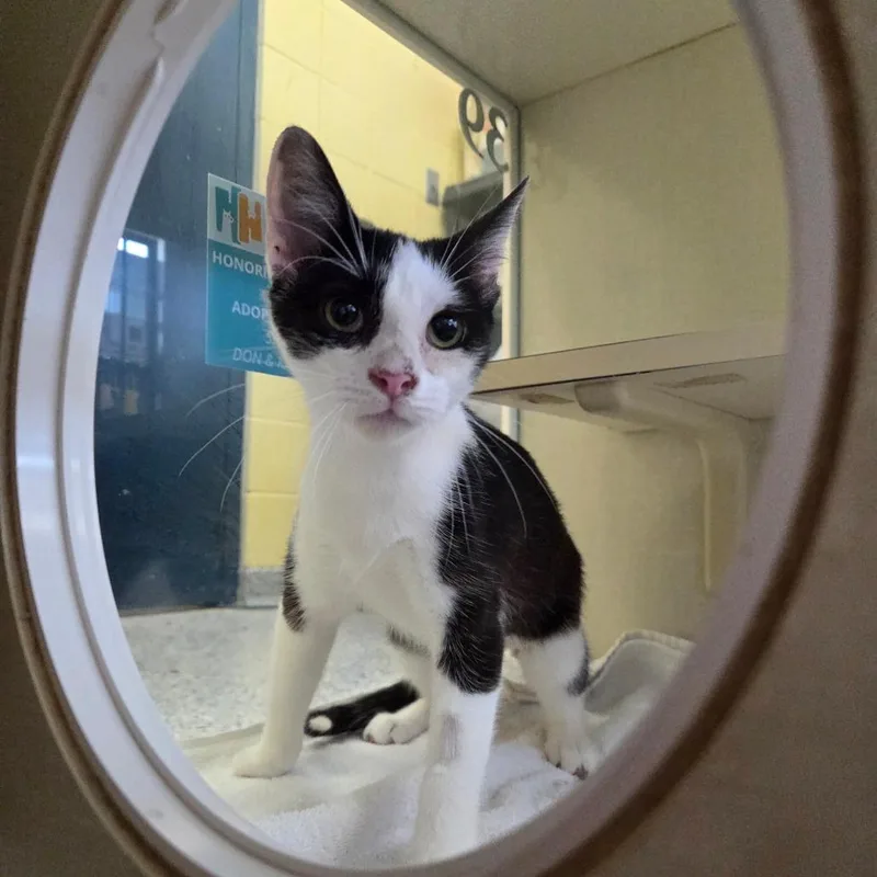 A young medium-sized female Brown / Chocolate Domestic Short Hair cat named Gas Cap for adoption in West Olive, MI