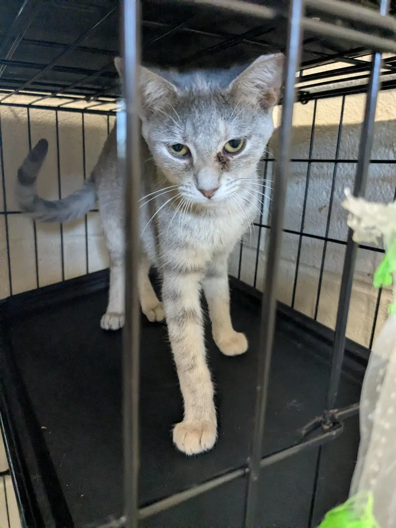A young small-sized female Tabby (Gray / Blue / Silver) Domestic Short Hair cat named Amelliana for adoption in Bedford, VA