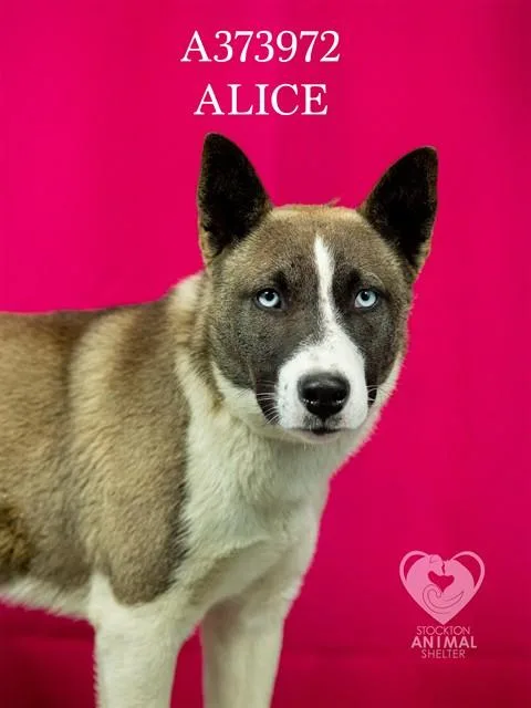 Alice
