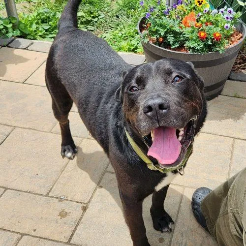 An adult large-sized male Black Mixed Breed dog named Boudreaux for adoption in Georgetown, KY