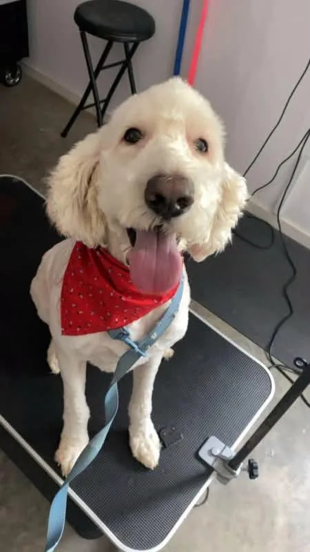 Teddy