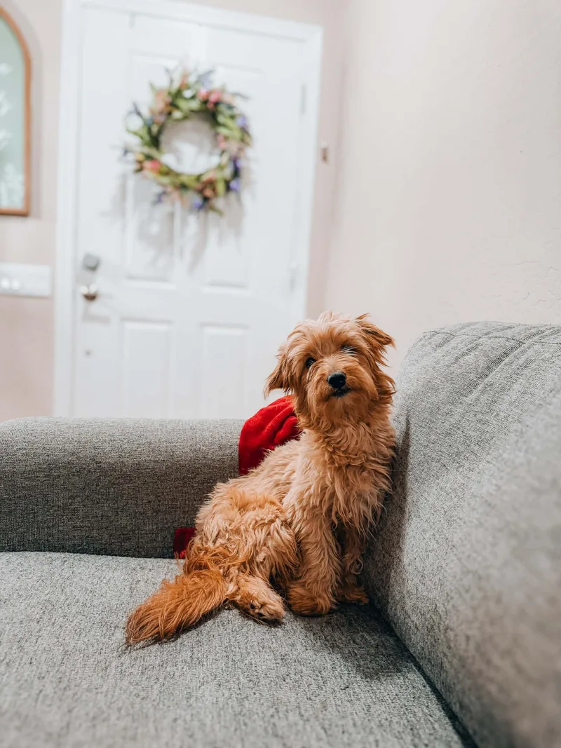 A young small-sized male Red / Chestnut / Orange Yorkshire Terrier dog named Rudy for adoption in Goodyear, AZ