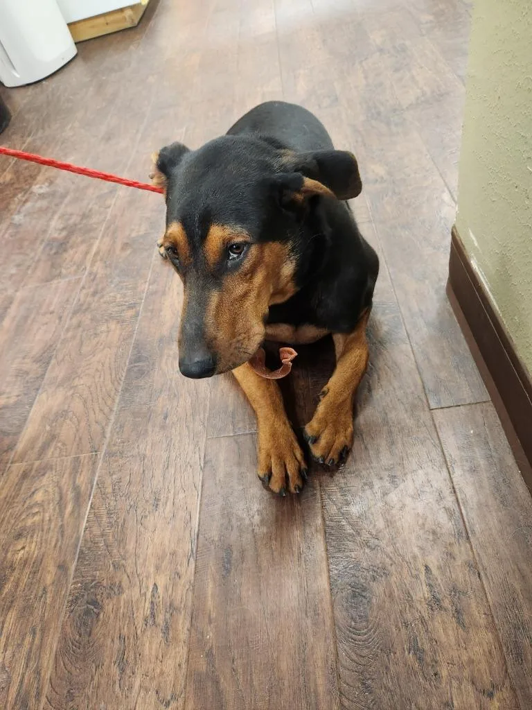 A young medium-sized male Doberman Pinscher dog named Dog Kennel for adoption in Greenville, TX