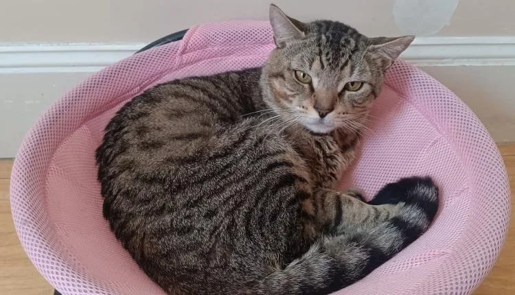 A young medium-sized male Tabby (Tiger Striped) Domestic Short Hair cat named Paul for adoption in New Bedford, MA