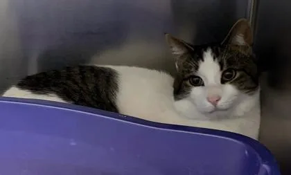 An adult small-sized male Domestic Short Hair cat named Amazonite for adoption in West Chester, PA