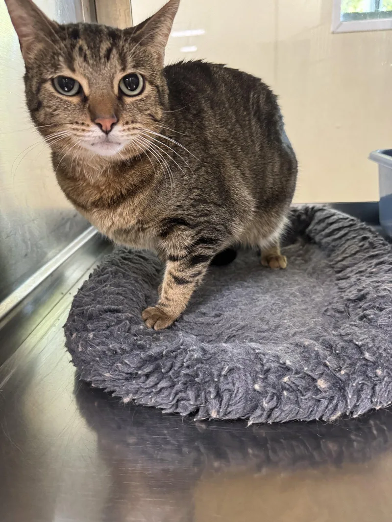 A young medium-sized female Domestic Short Hair cat named Jewel for adoption in Austin, MN