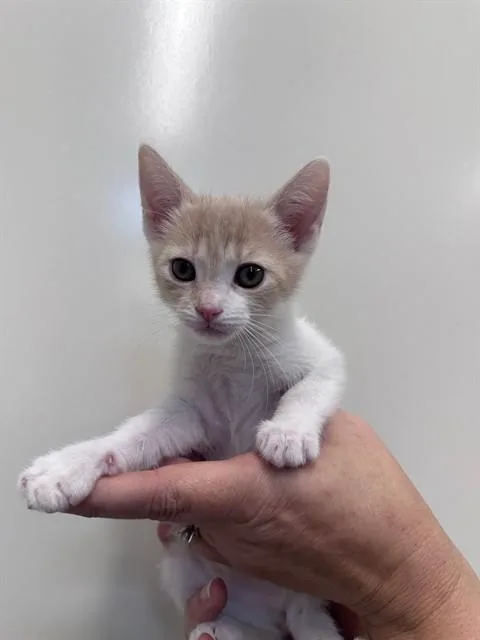 A baby small-sized female Domestic Short Hair cat named Sabrina for adoption in San Luis Obispo, CA