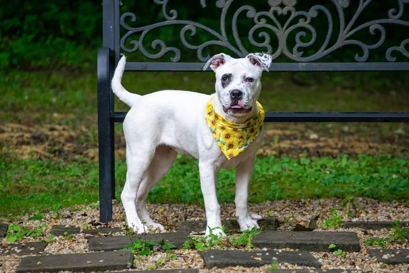 A young medium-sized female White / Cream Pit Bull Terrier dog named Sunny for adoption in Sevierville, TN