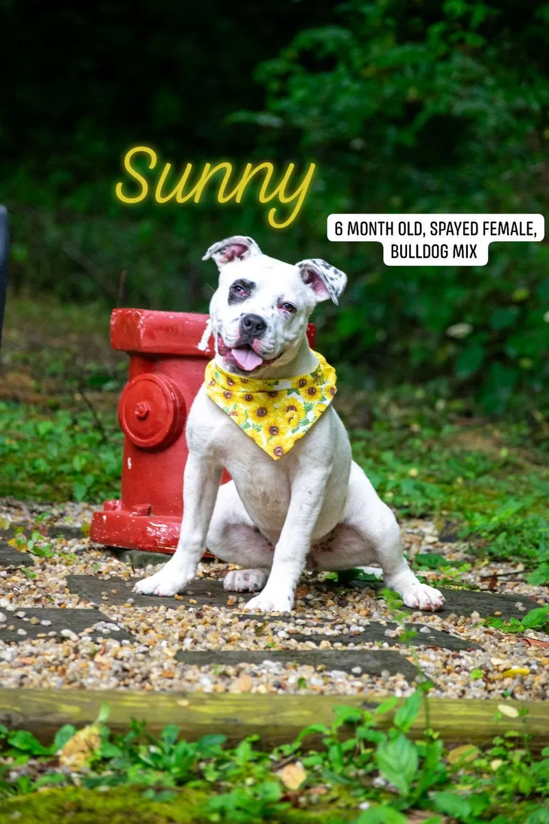 Sunny thumbnail 2